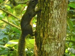 Sciurus aestuans ingrami
