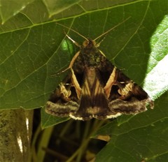 Tathorhynchus exsiccata