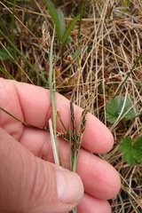 Carex livida