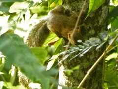 Sciurus aestuans ingrami