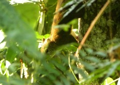 Sciurus aestuans ingrami