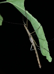 Paraphasma