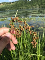 Schoenoplectus heterochaetus