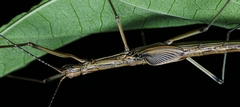 Paraphasma