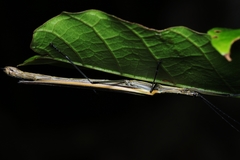 Paraphasma