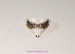 Neurophyseta