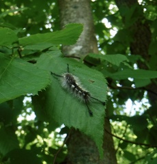 Dasychira dorsipennata