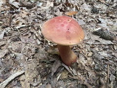 Baorangia