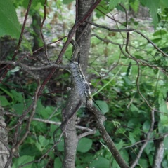 Dasychira dorsipennata