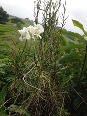 Papilionanthe