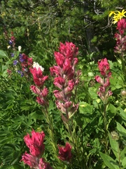 Castilleja parviflora