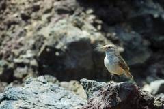Salpinctes obsoletus guadeloupensis