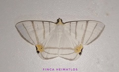 Opisthoxia saturniaria