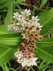 Asclepias pratensis