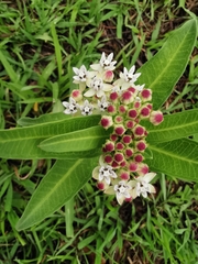 Asclepias pratensis