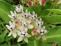 Asclepias pratensis