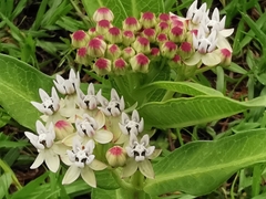 Asclepias pratensis