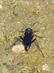 Chlorion aerarium