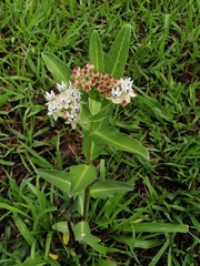 Asclepias pratensis