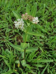 Asclepias pratensis
