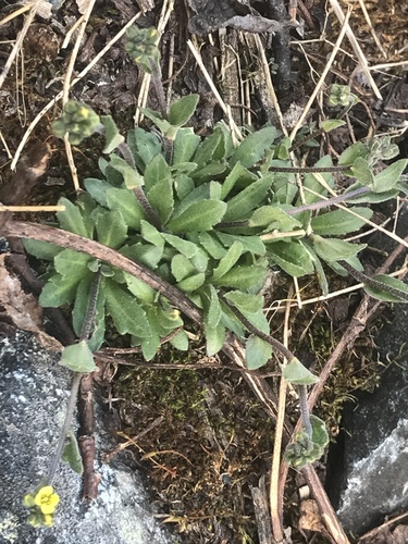 Draba stenoloba observed 2020-07-03