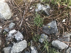 Draba stenoloba