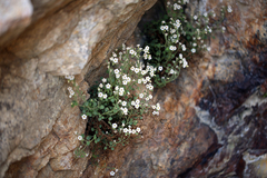 Phacelia perityloides