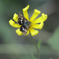 Microhelia angelica