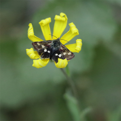 Microhelia angelica