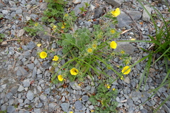 Potentilla × villosula