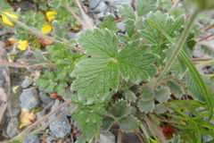 Potentilla × villosula