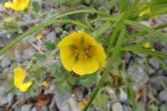 Potentilla × villosula