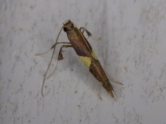 Caloptilia bimaculatella