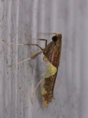 Caloptilia bimaculatella