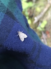 Aglossa pinguinalis