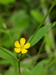 Linum virginianum