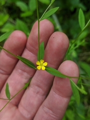 Linum virginianum