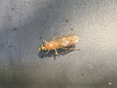 Ptecticus trivittatus