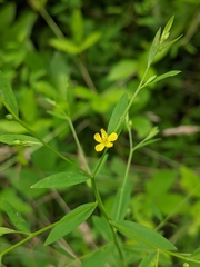 Linum virginianum