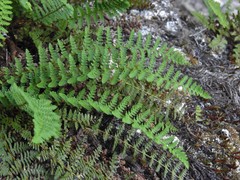 Dryopteris fragrans