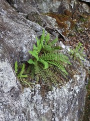Dryopteris fragrans