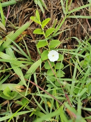 Evolvulus prostratus