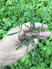 Perideridia americana