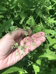 Perideridia americana