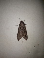 Sphinx canadensis
