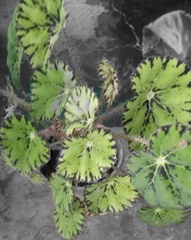 Begonia bowerae