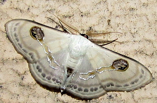Problepsis