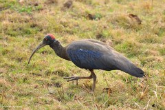 Red-Naped Ibis photo 3