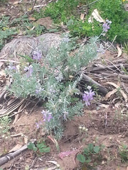 Lupinus chamissonis