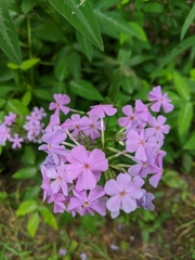 Phlox glaberrima